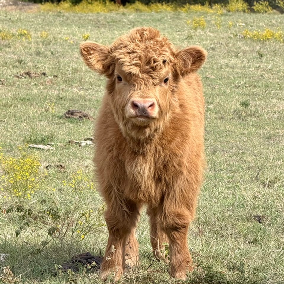 Abby, heifer, born Sep 17, 2026, out of Trudy and Macho Man