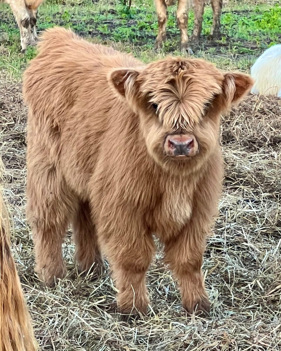Alfie, bull calf out of Riatta and an unlisted sire