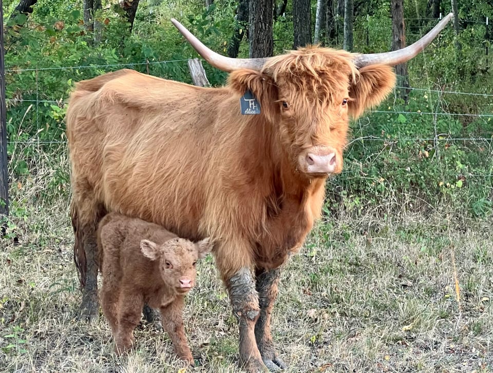 Alice & Cinnamon, heifer