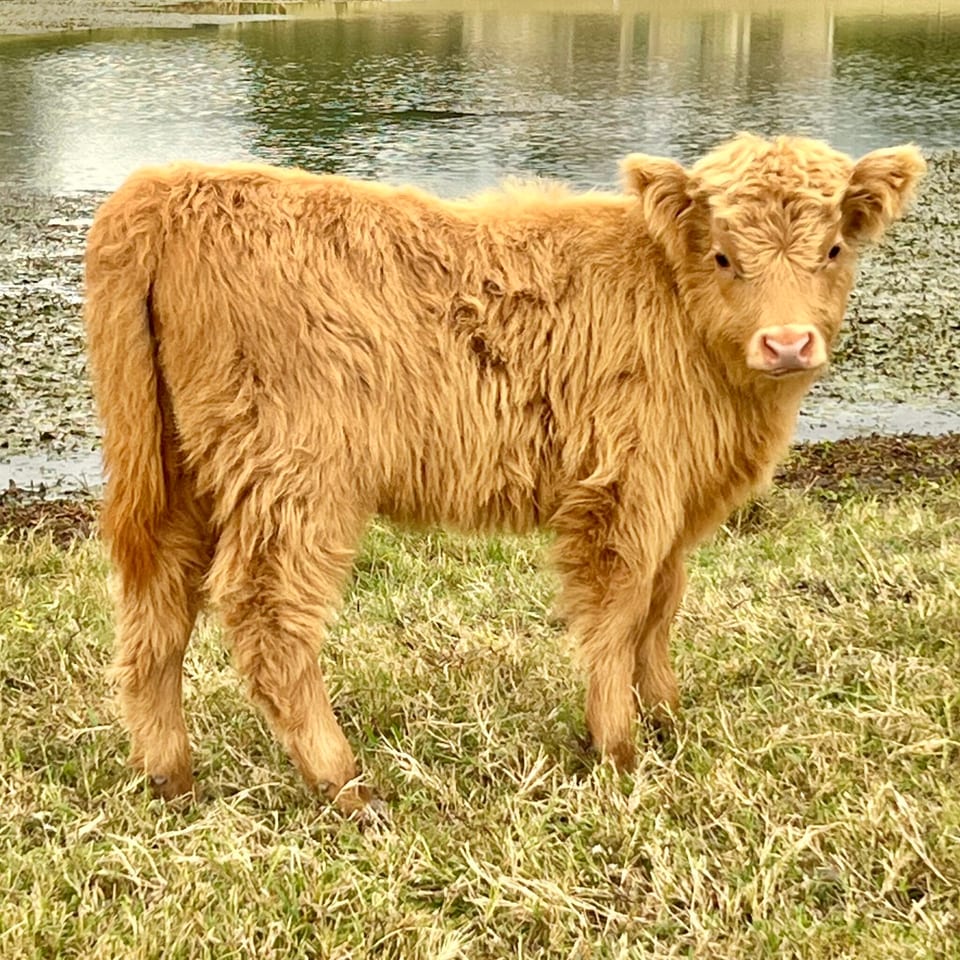Amber, bull calf out of Pearl and Outside bull