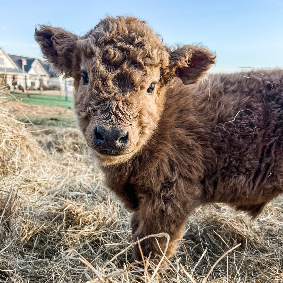Ash, bull calf out of Fancy and Captain