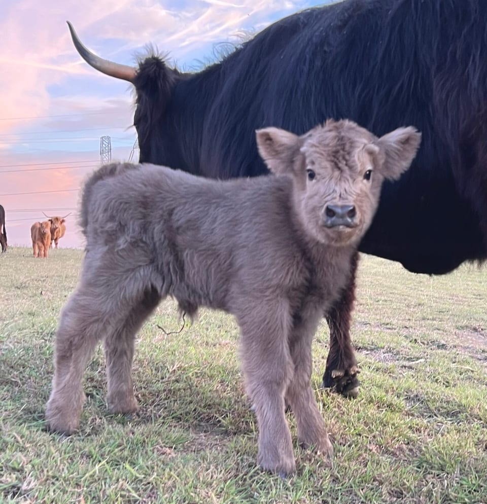 Aspen, heifer out of Violet and Captain
