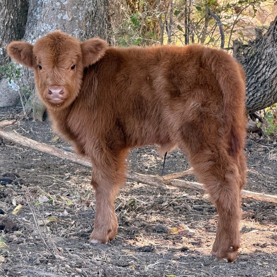 Bebe, heifer, born Sep 3, 2026, out of Big Momma and Ferdinand