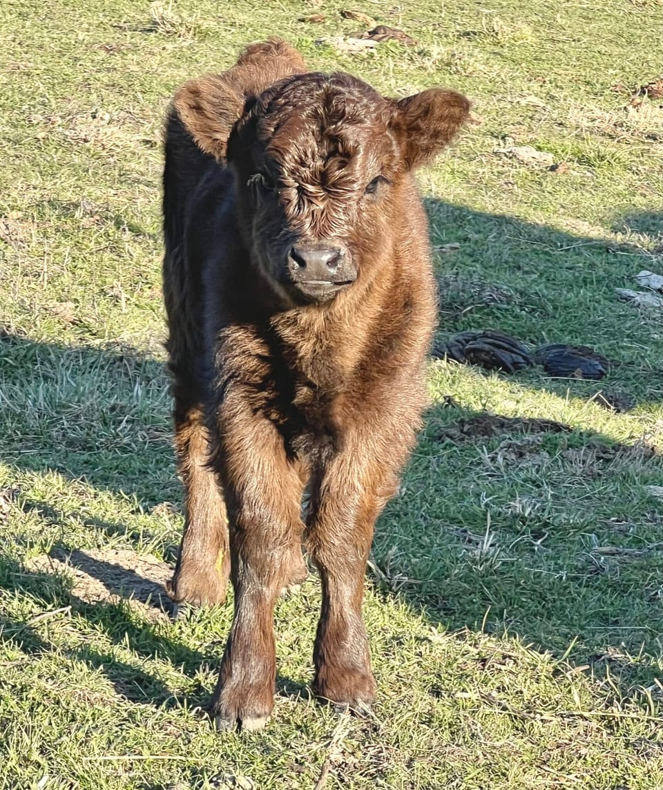 Bindi, heifer out of Blondie and Captain