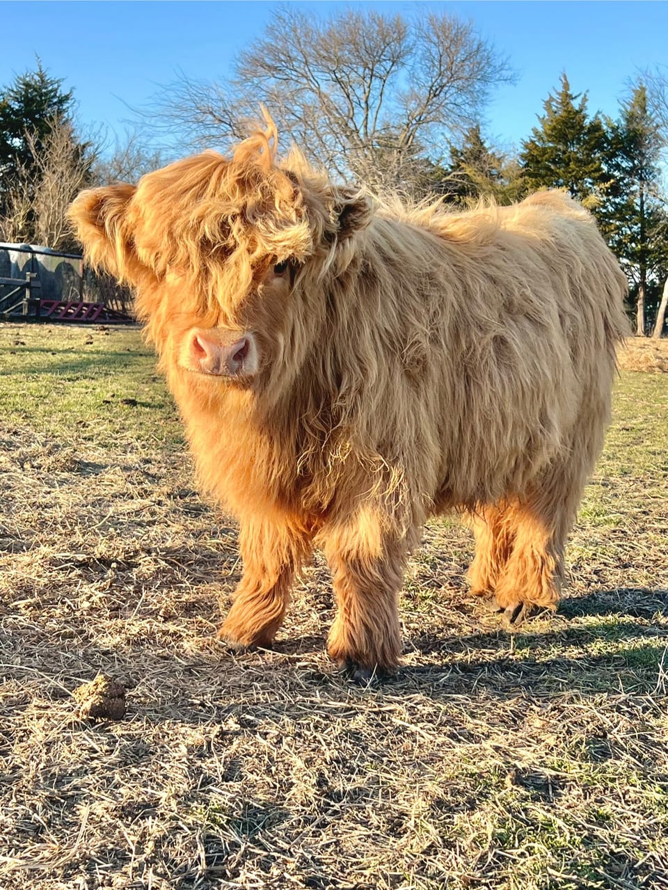 Birdie, heifer out of Mia and an unlisted sire