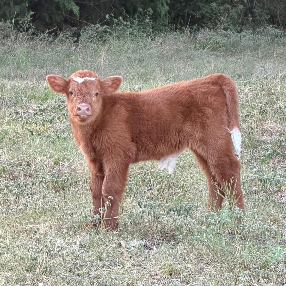 Biscuit, bull calf out of Waffles and Ferdinand