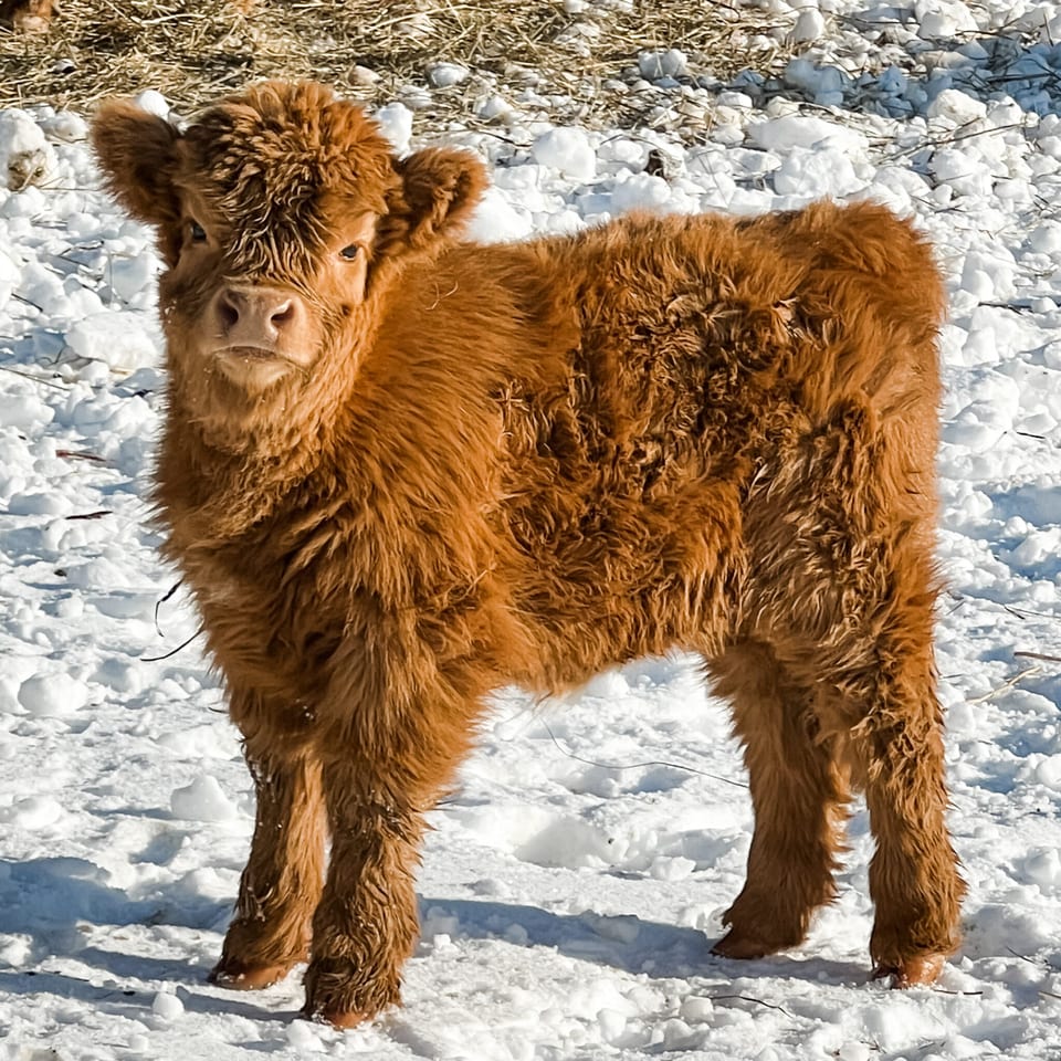 Bitty, heifer out of Edith and Macho Man