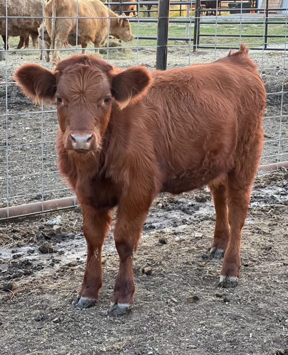 Blair, calf out of Black and an unlisted sire