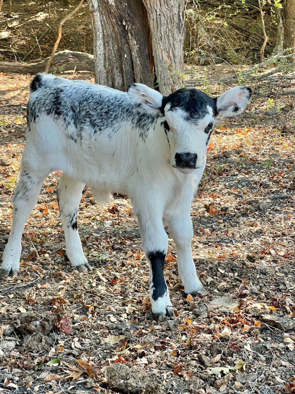 Bluey, bull calf out of BlueBell and Outside bull