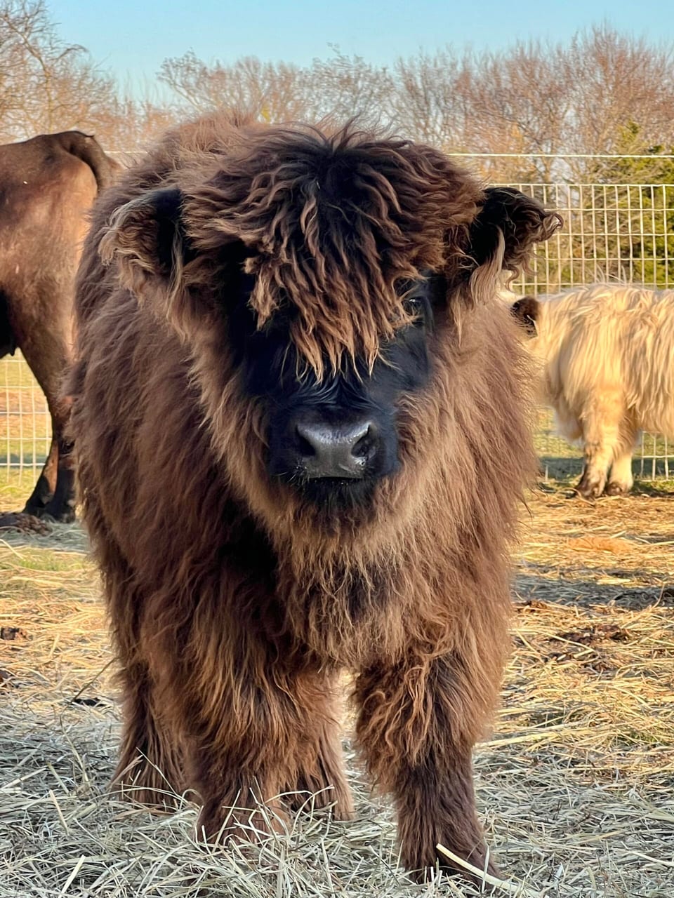 Briella, heifer