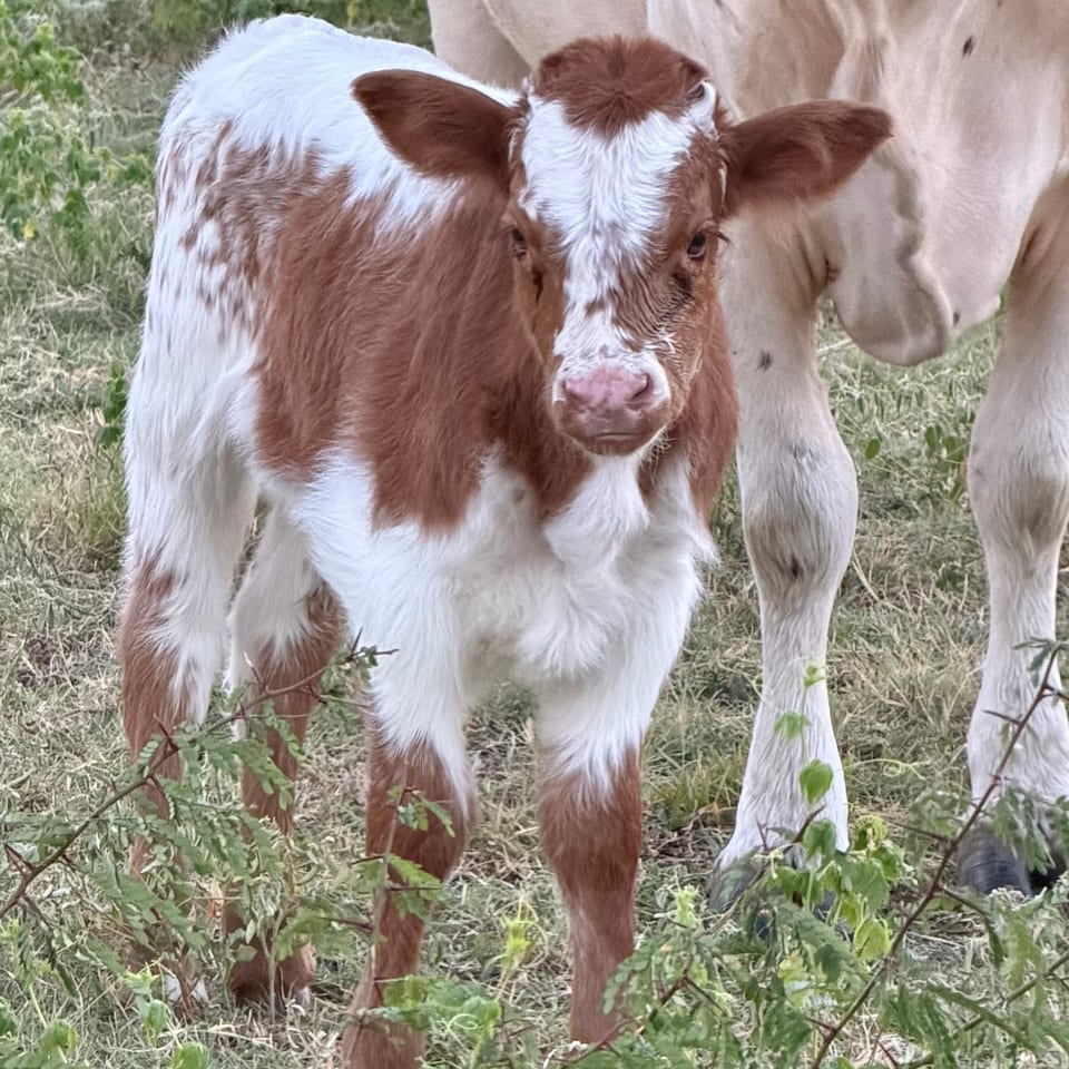 Brinley, heifer out of Bella and Ferdinand