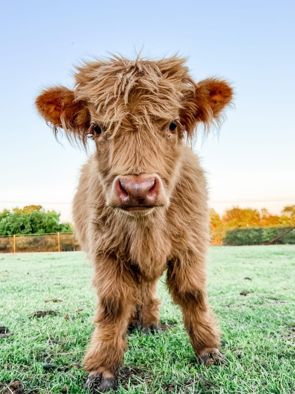 Bruce, bull calf out of Clover and Bruno highland bull