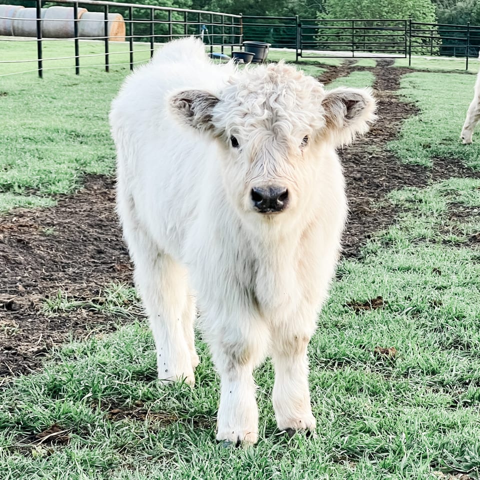 Cannoli, bull calf out of Puddin and Captain