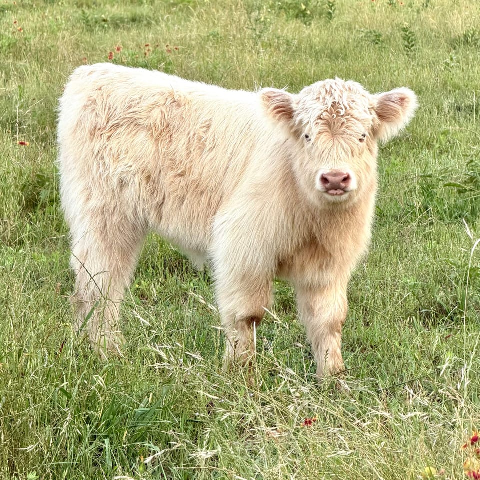 Chantilly, heifer out of Annie and Ferdinand