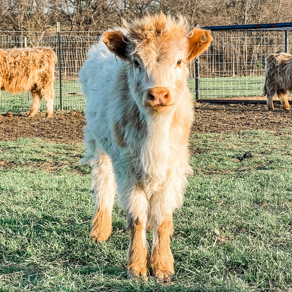 Charlotte, heifer