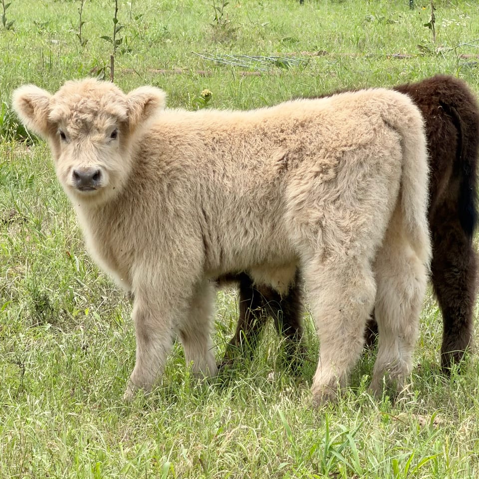Chelsea's Baron of THR, bull calf out of Chelsea and Captain