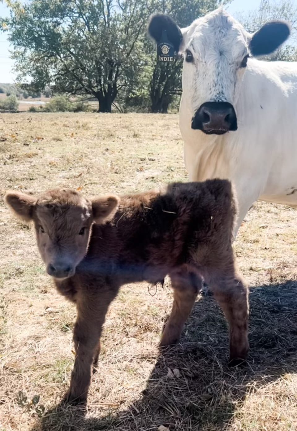 Chesnut, bull calf out of Indie and Small highland bull