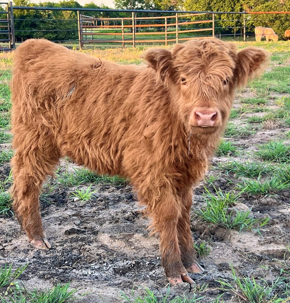 Chloe, heifer out of Chelsie and an unlisted sire