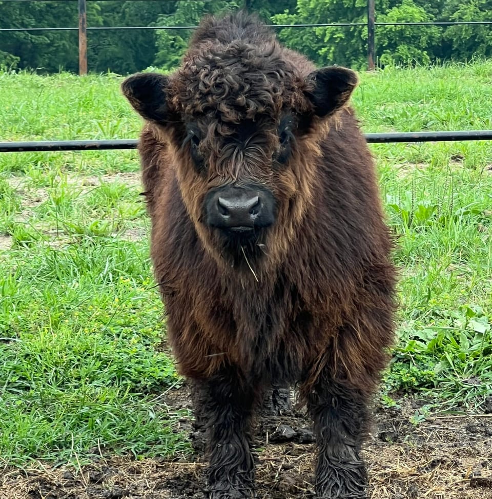 Cinder, heifer
