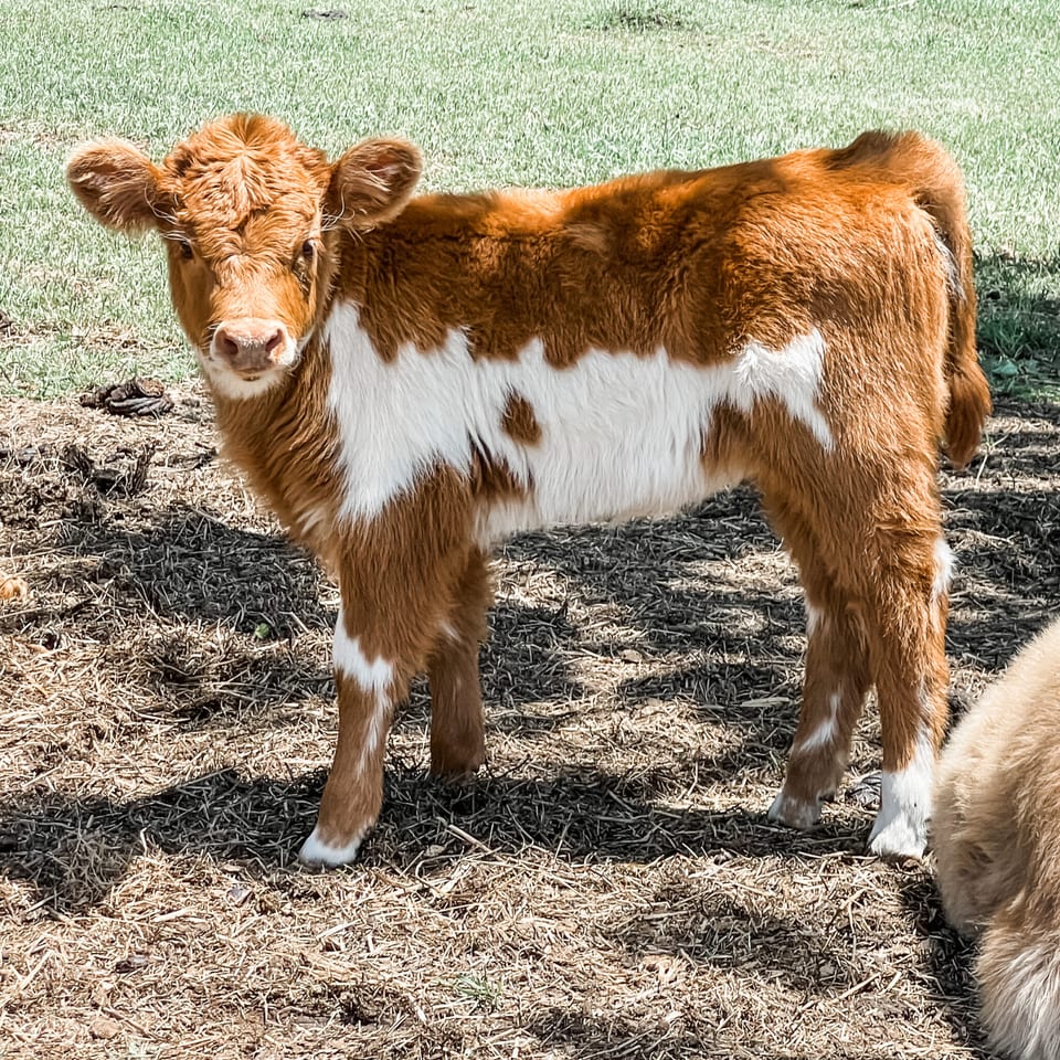 Cinnabon, calf
