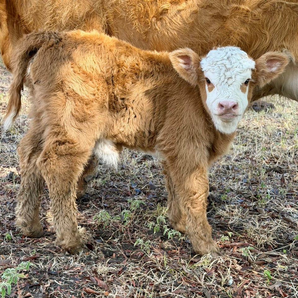 Cinnabon, heifer out of Gigi and Ferdinand