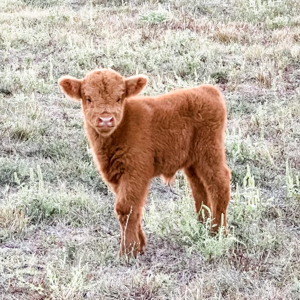 Cinnamon, bull calf out of Alice and Outside bull