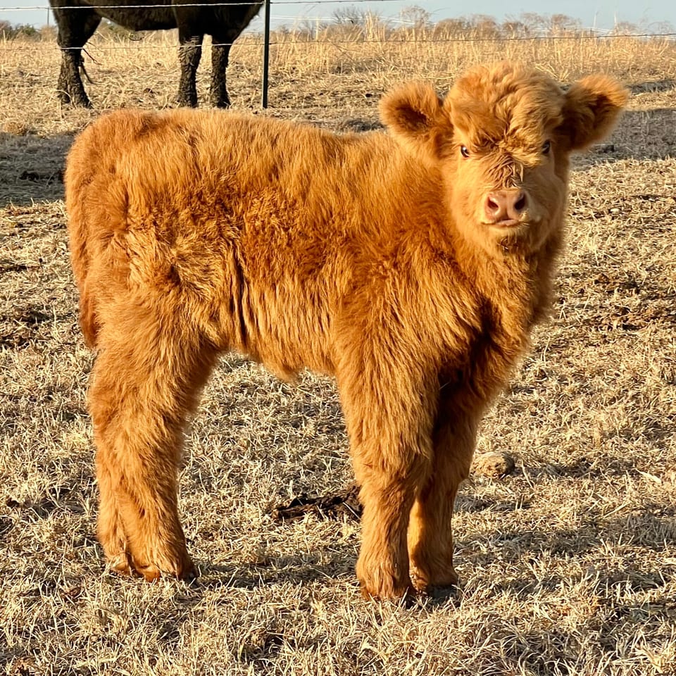 Clementine, heifer