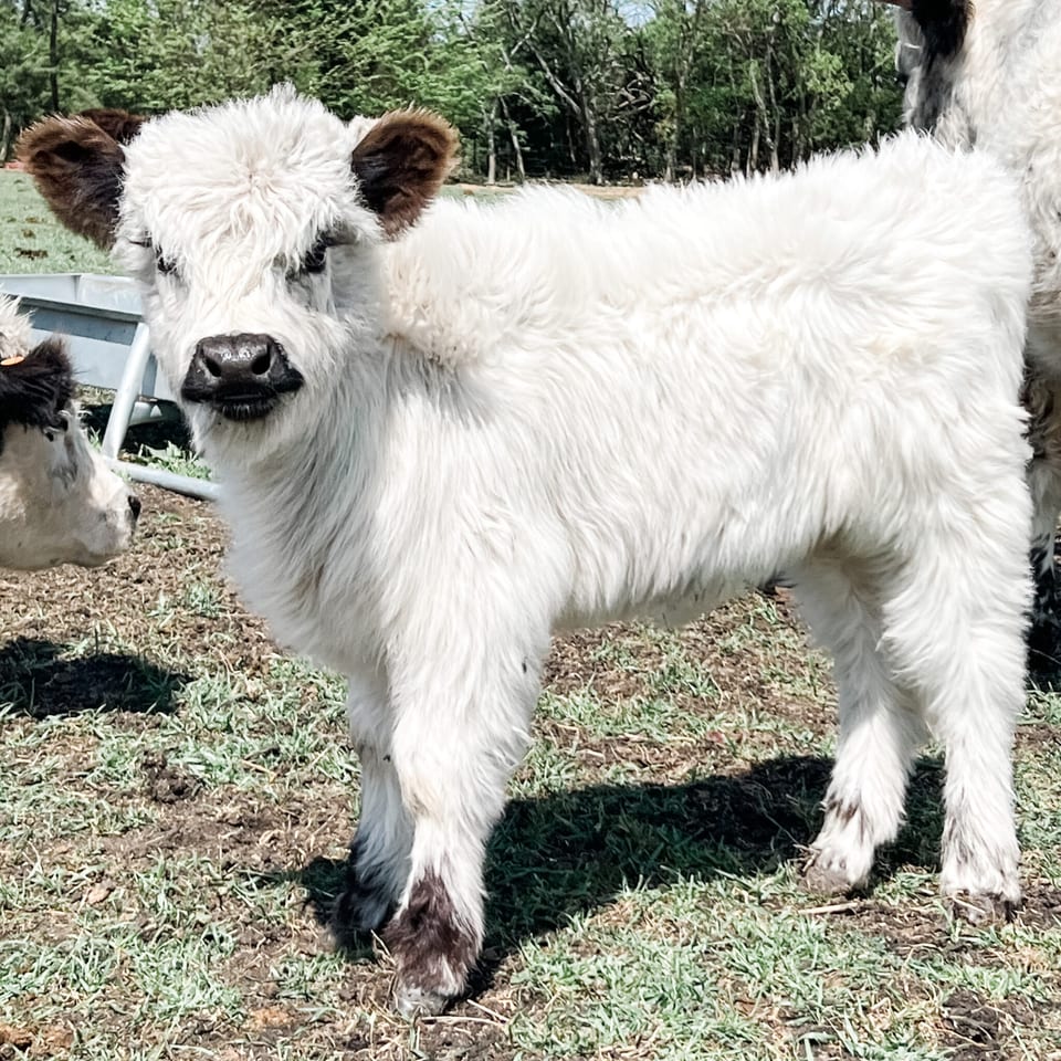 Connery, bull calf out of Iris and Ice
