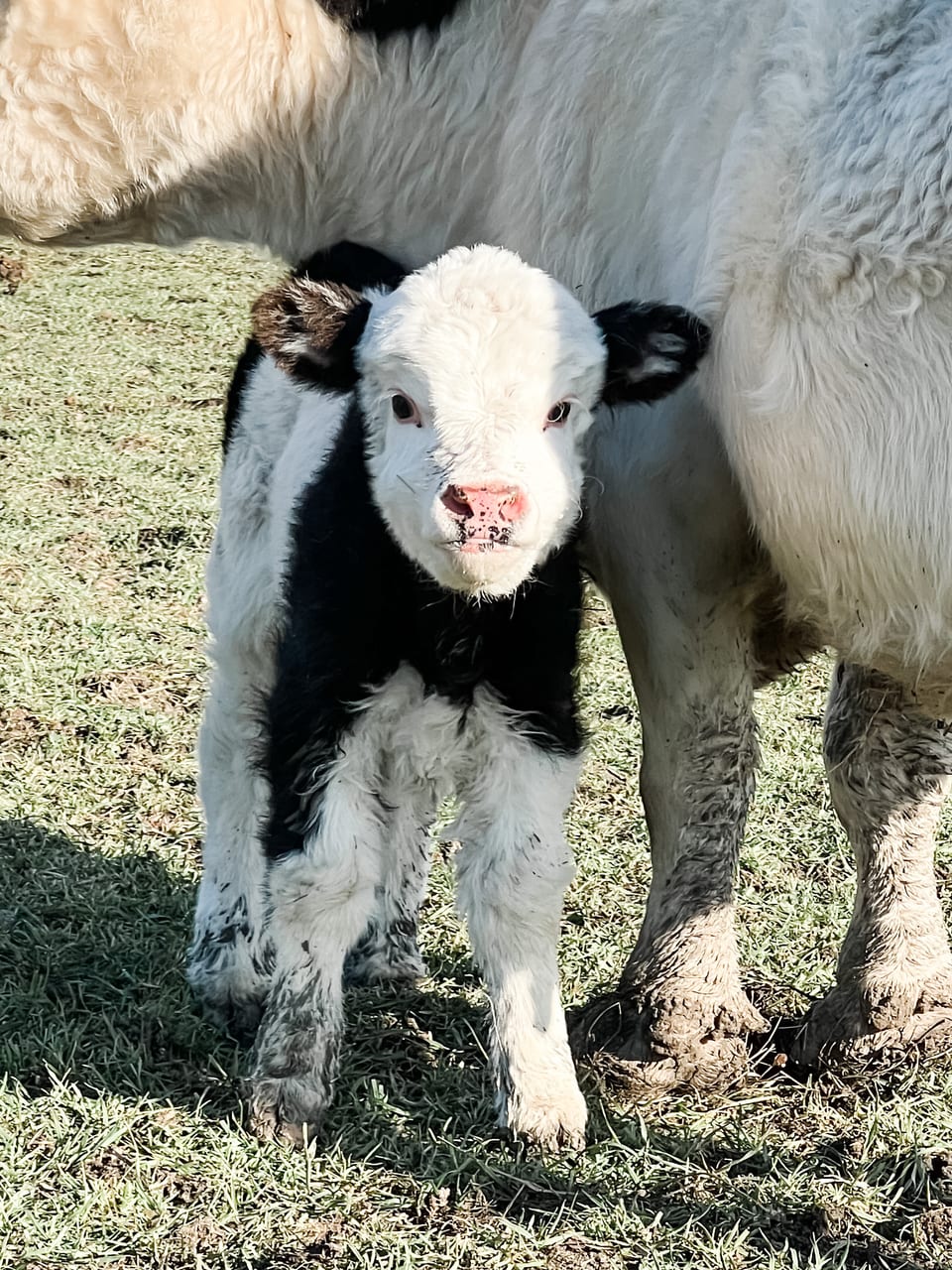 Conway, bull calf out of Loretta and Captain