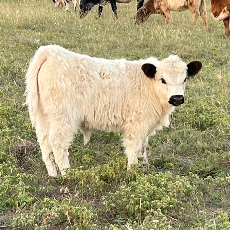 Cotton, bull calf out of Indie and Tarzan