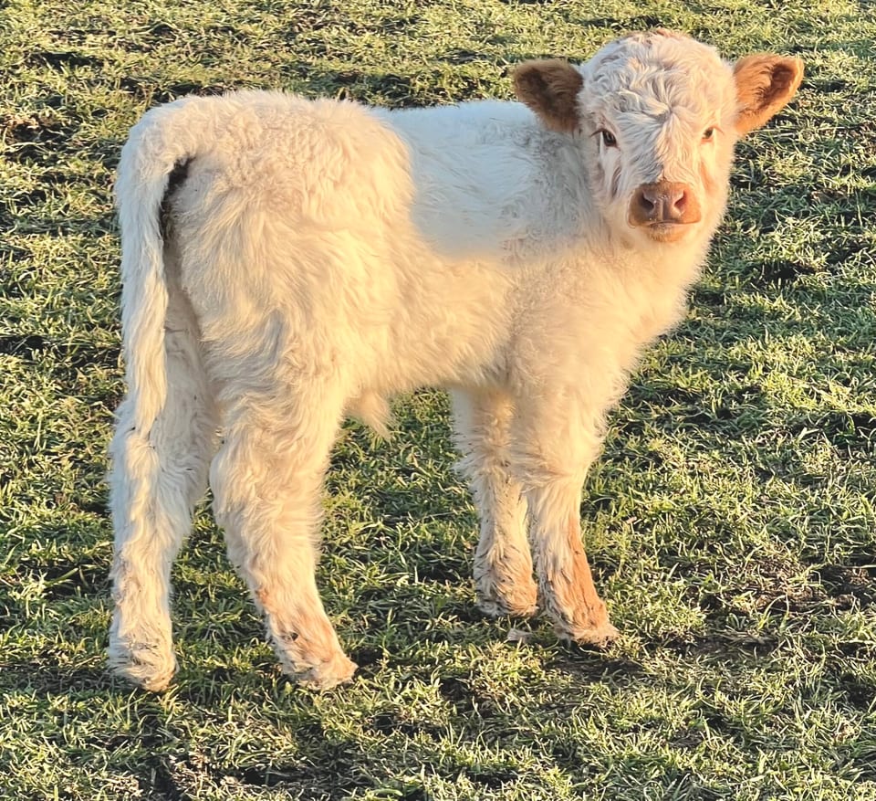 Cupcake, calf out of Puddin and Captain