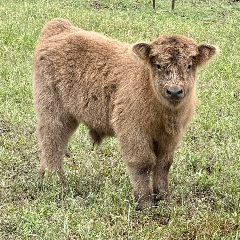 Daisy's Duke of THR, bull calf out of Daisy and Captain