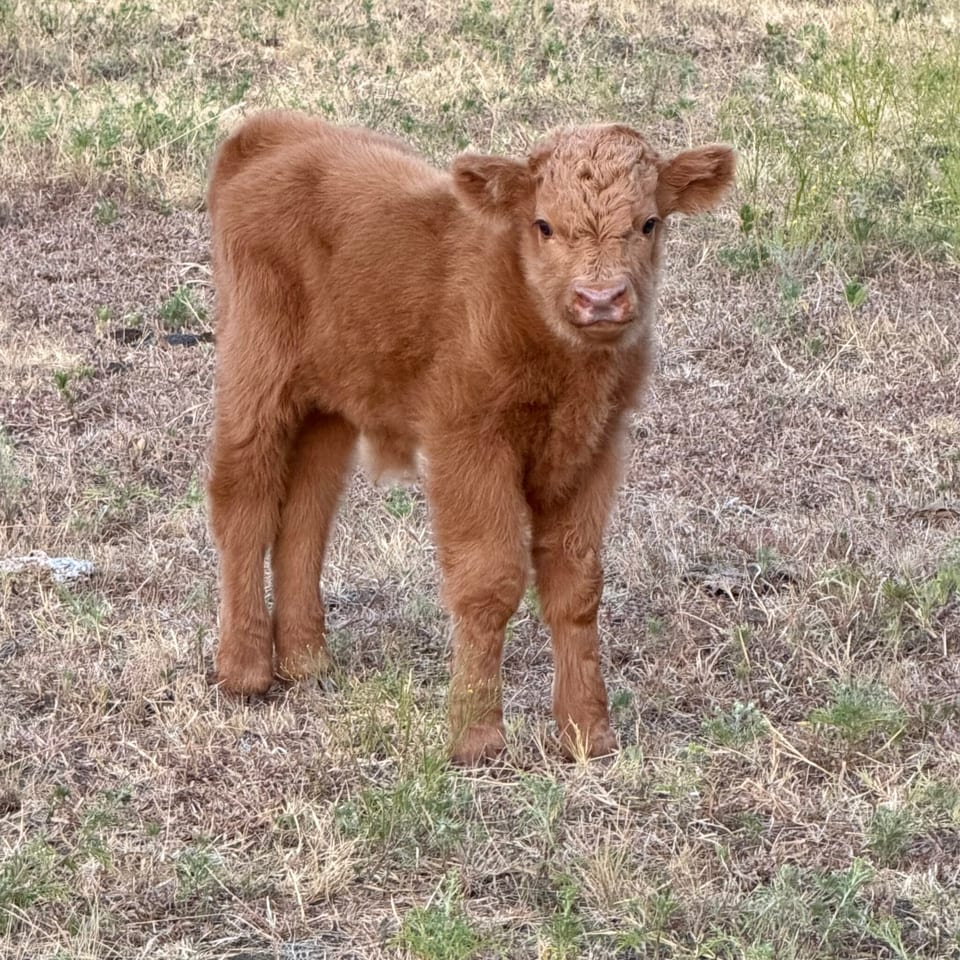 Davey, bull calf out of Darla and Macho Man