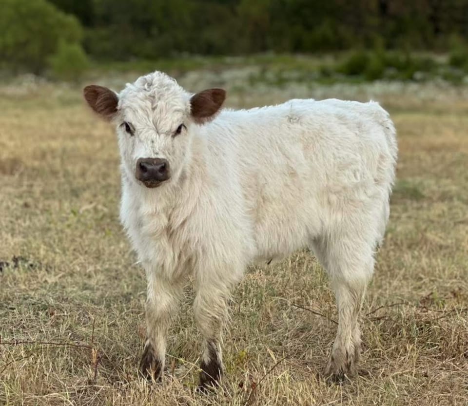Dolly, heifer out of Indie and Ferdinand