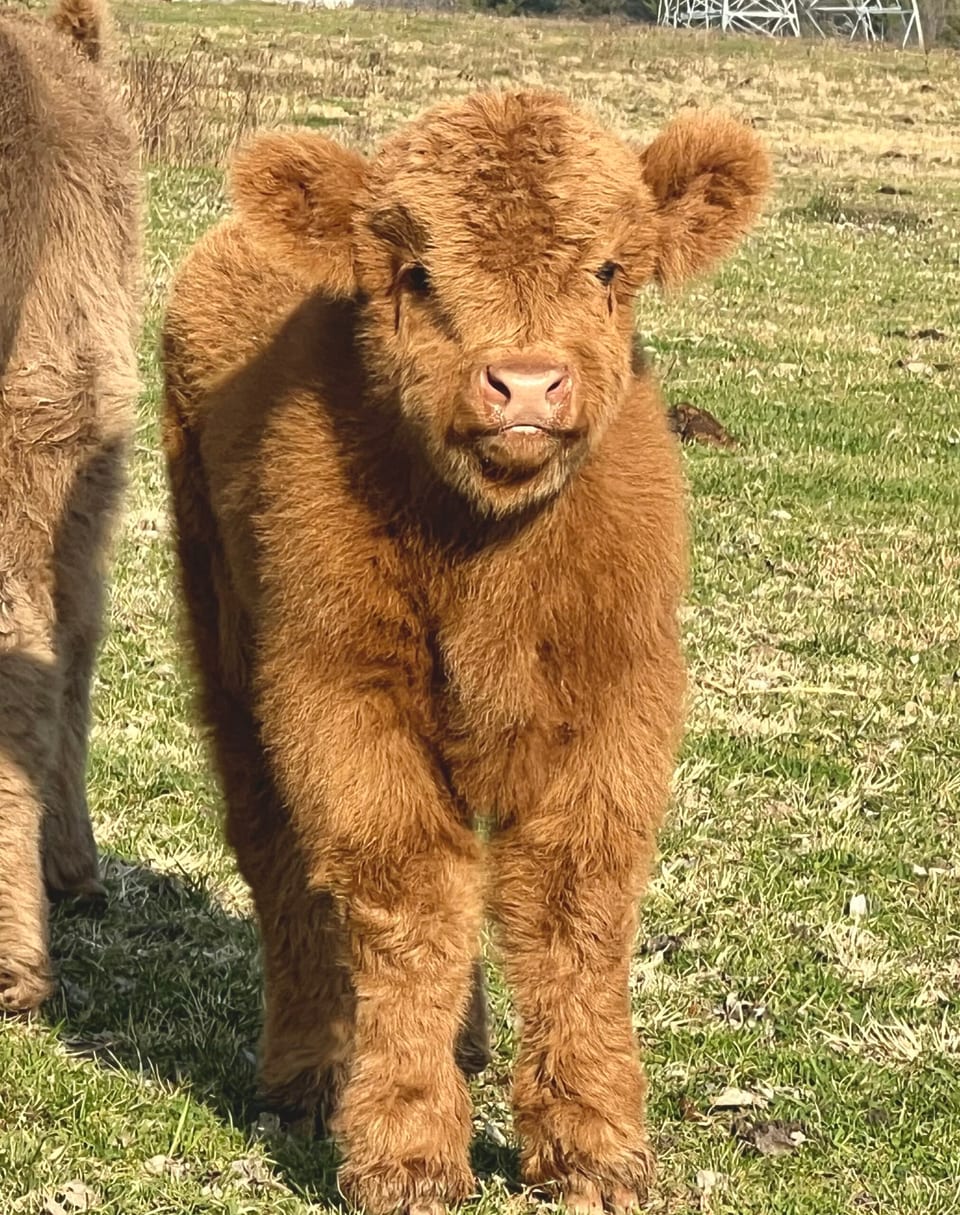 Donald, bull calf out of Tess and Tarzan