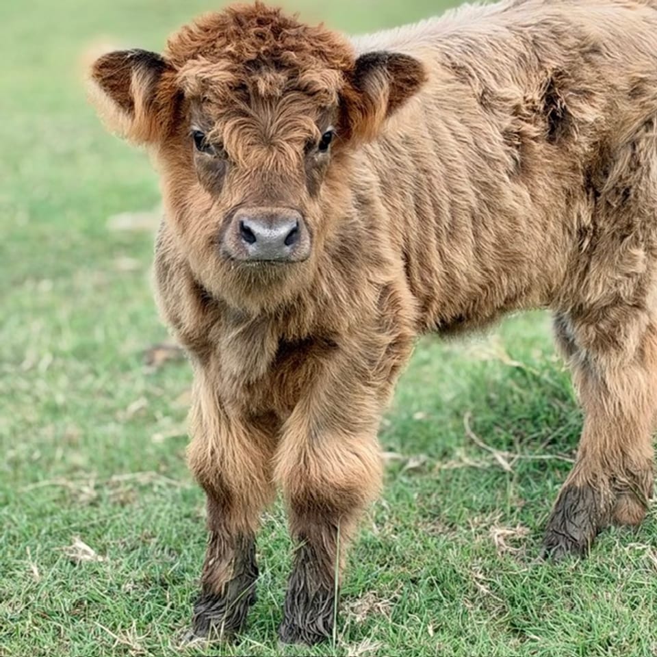 Elle, heifer, born August 16, 2026, out of Mia and Oxley (D&D miniatures)