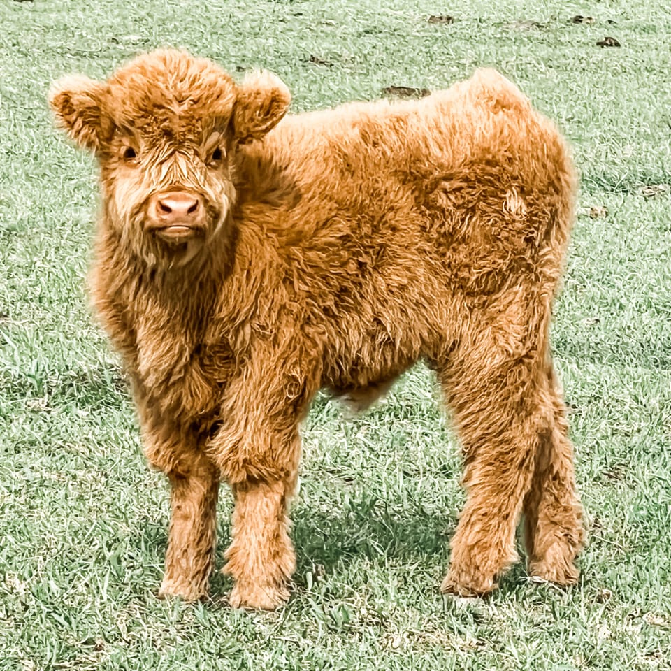 Elway, bull calf out of Etta and Tarzan