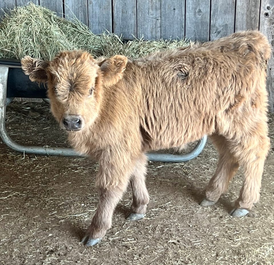 Ember, bull calf out of Sunny and Outside bull