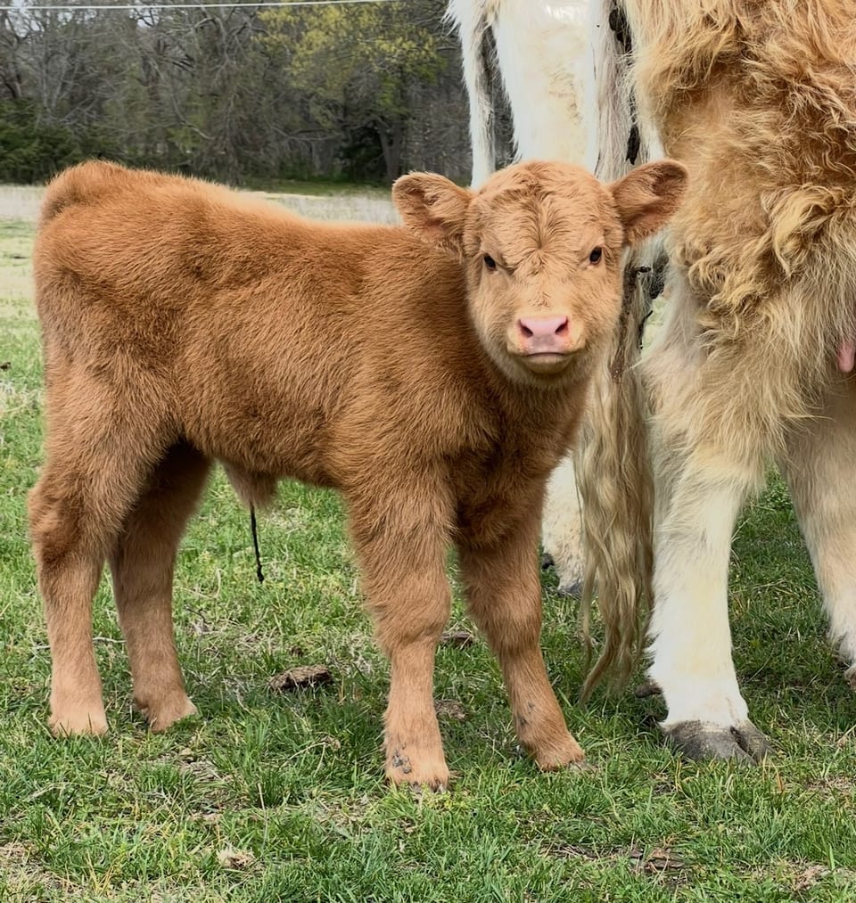Finley, heifer out of Blondie and Macho Man
