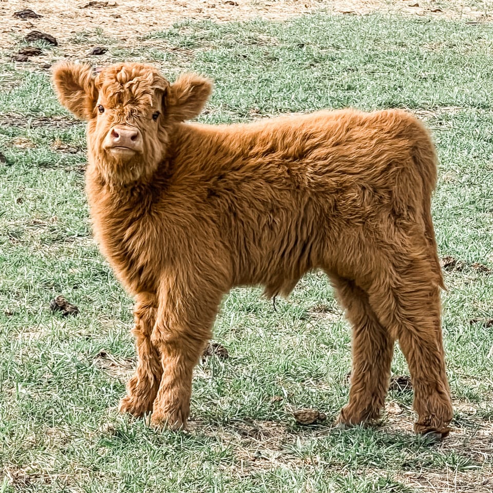 Finnegan, bull calf out of Ruby and Ferdinand