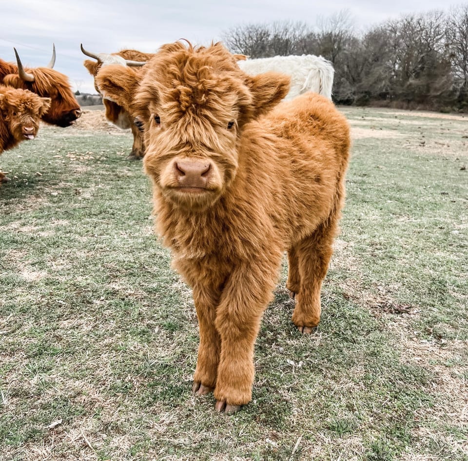 Frankie, bull calf out of Cindy Lou and Tarzan