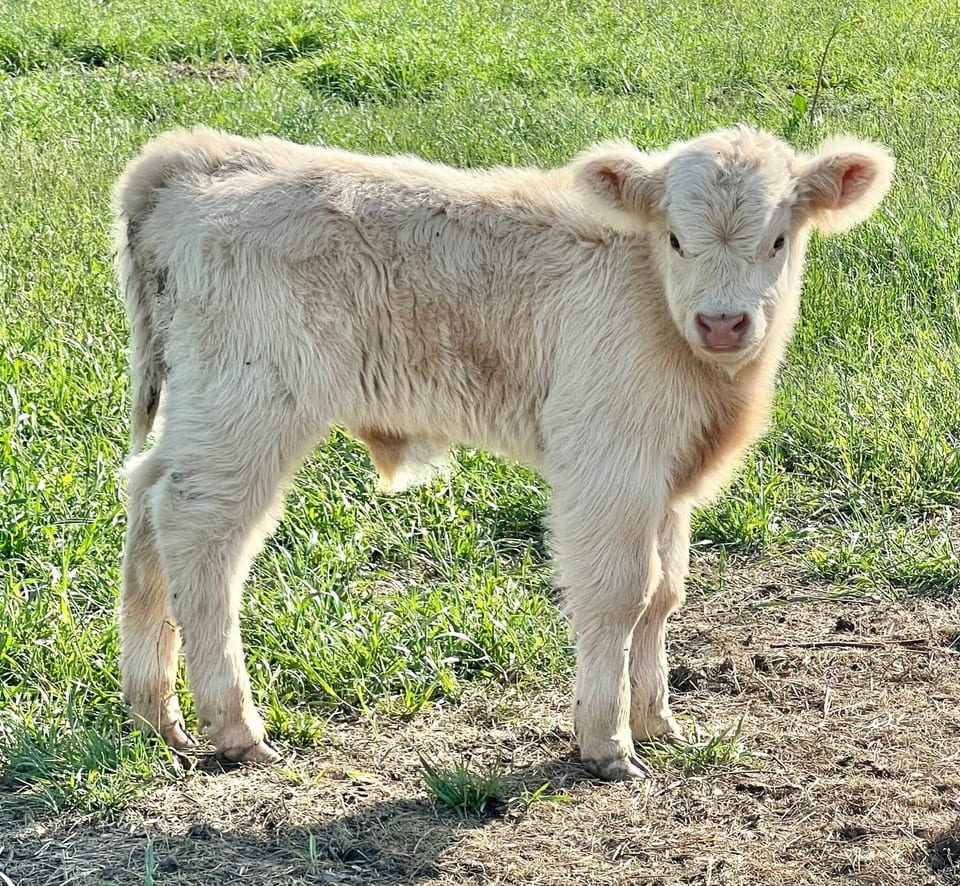 Frosty, bull calf out of Ellie and an unlisted sire