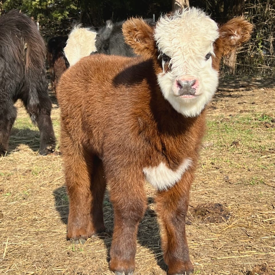 Gracie, heifer out of Clover and Elvis