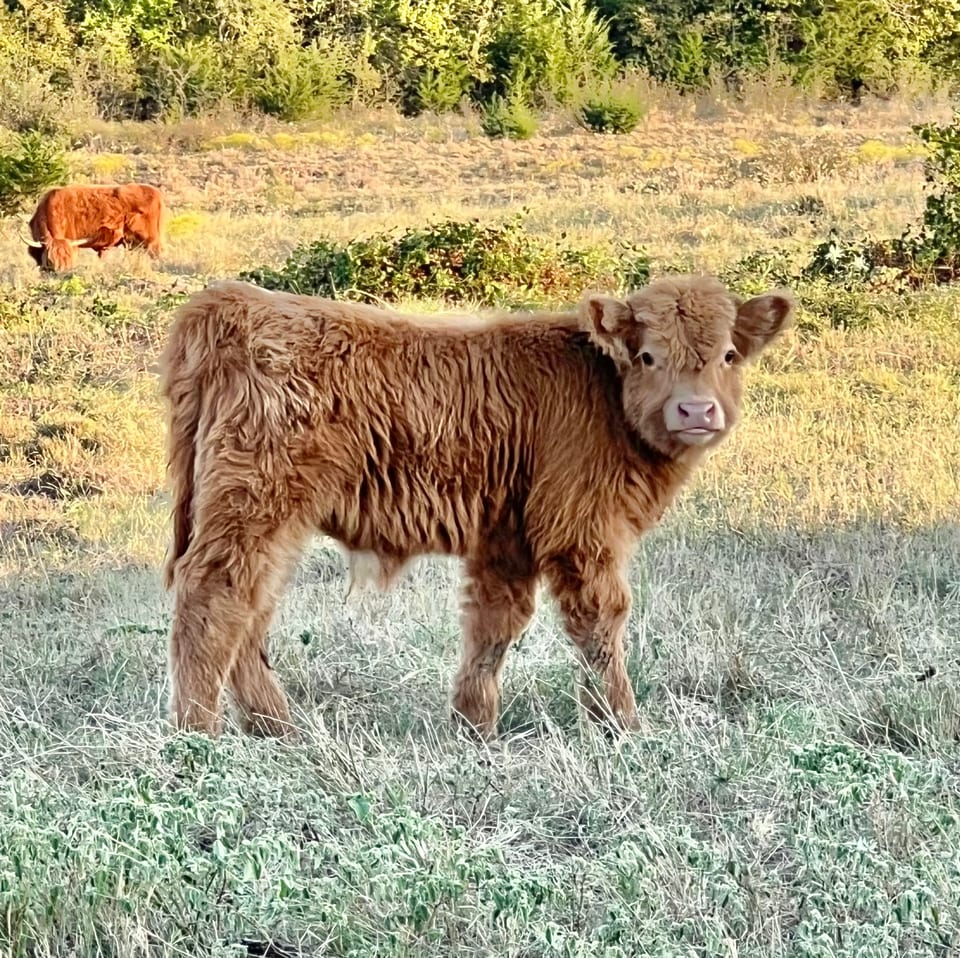 Gus, bull calf out of Cee and an unlisted sire
