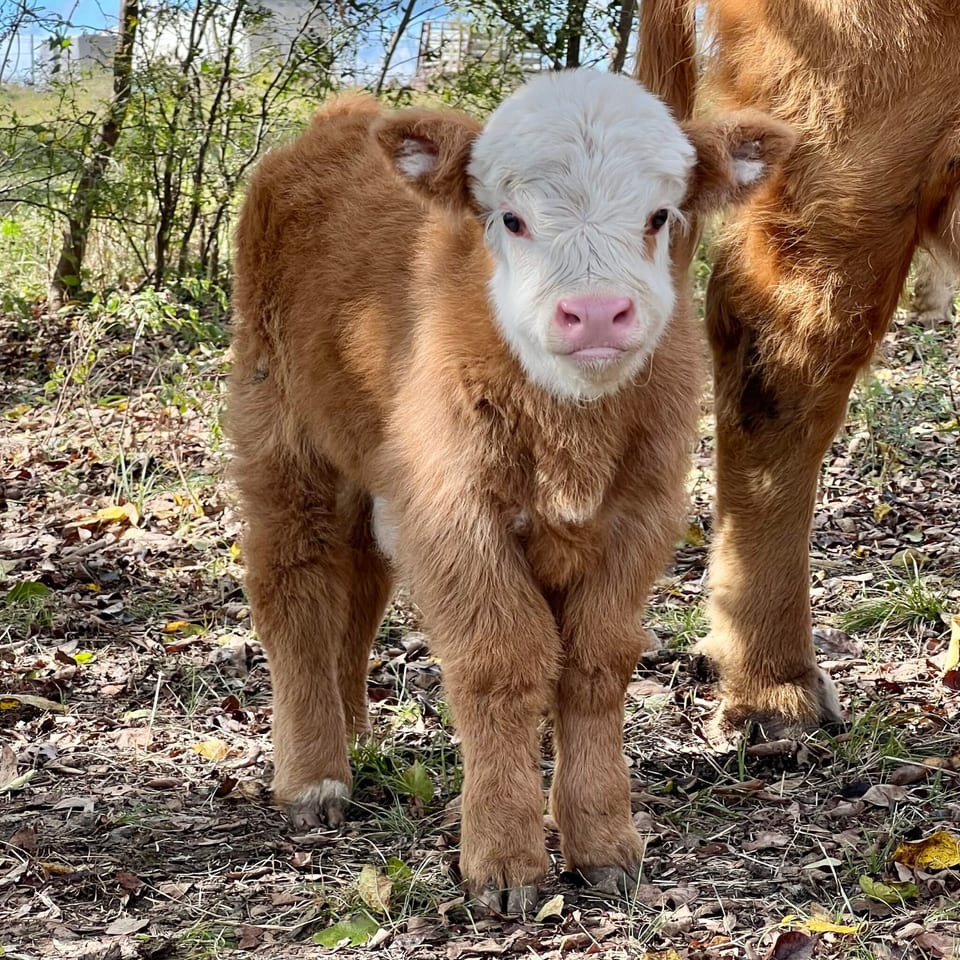 Gus, bull calf out of Gigi and Tarzan