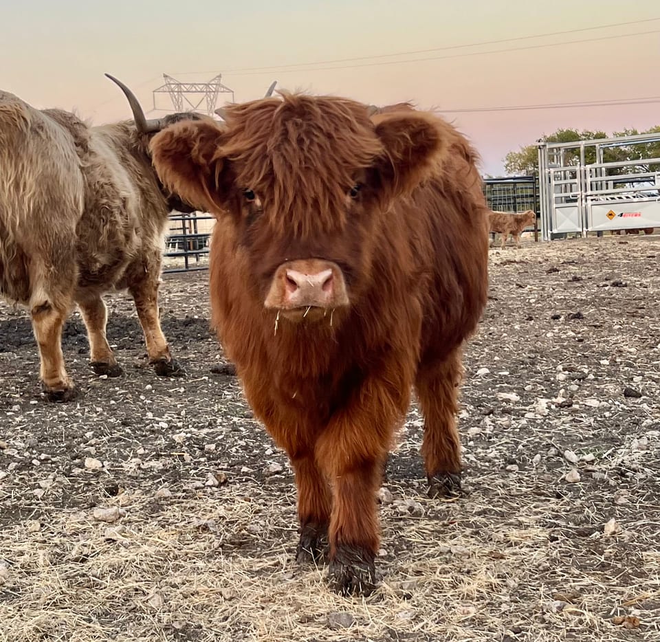 Hallie, calf