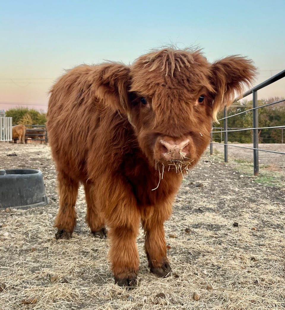 Hannah, calf