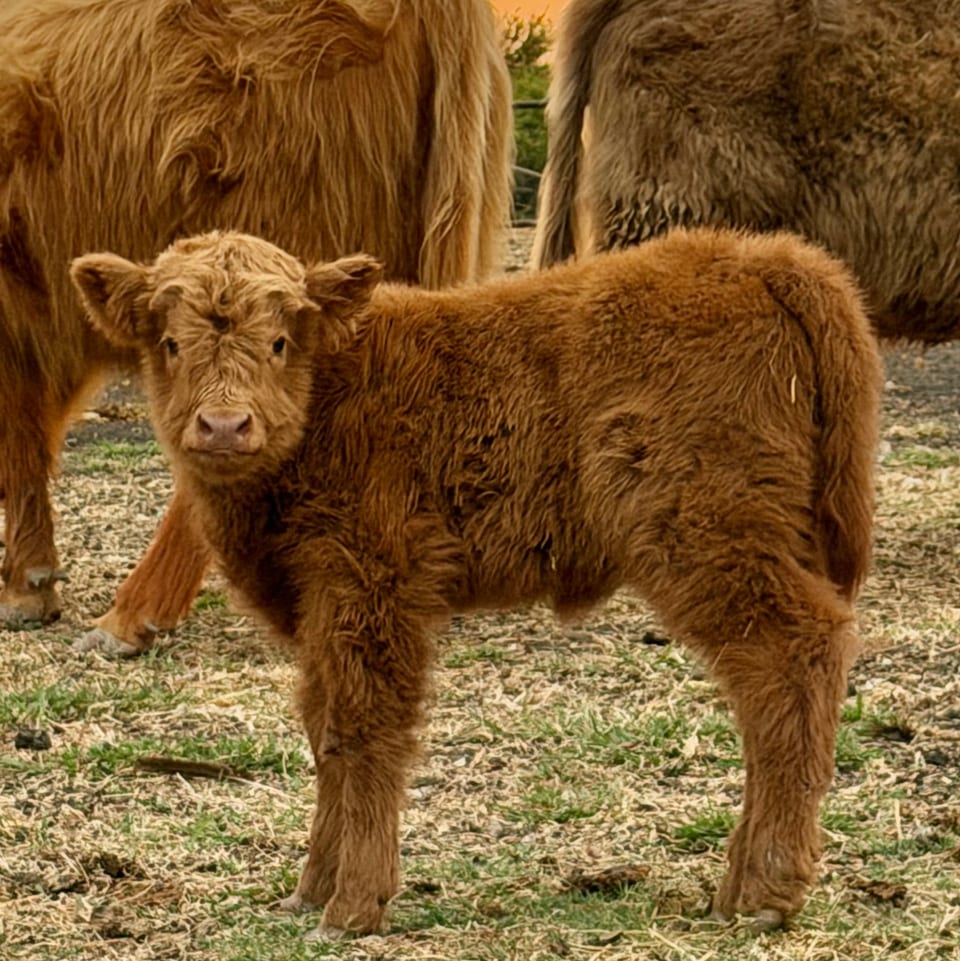 Henna, heifer out of Harriet and Captain