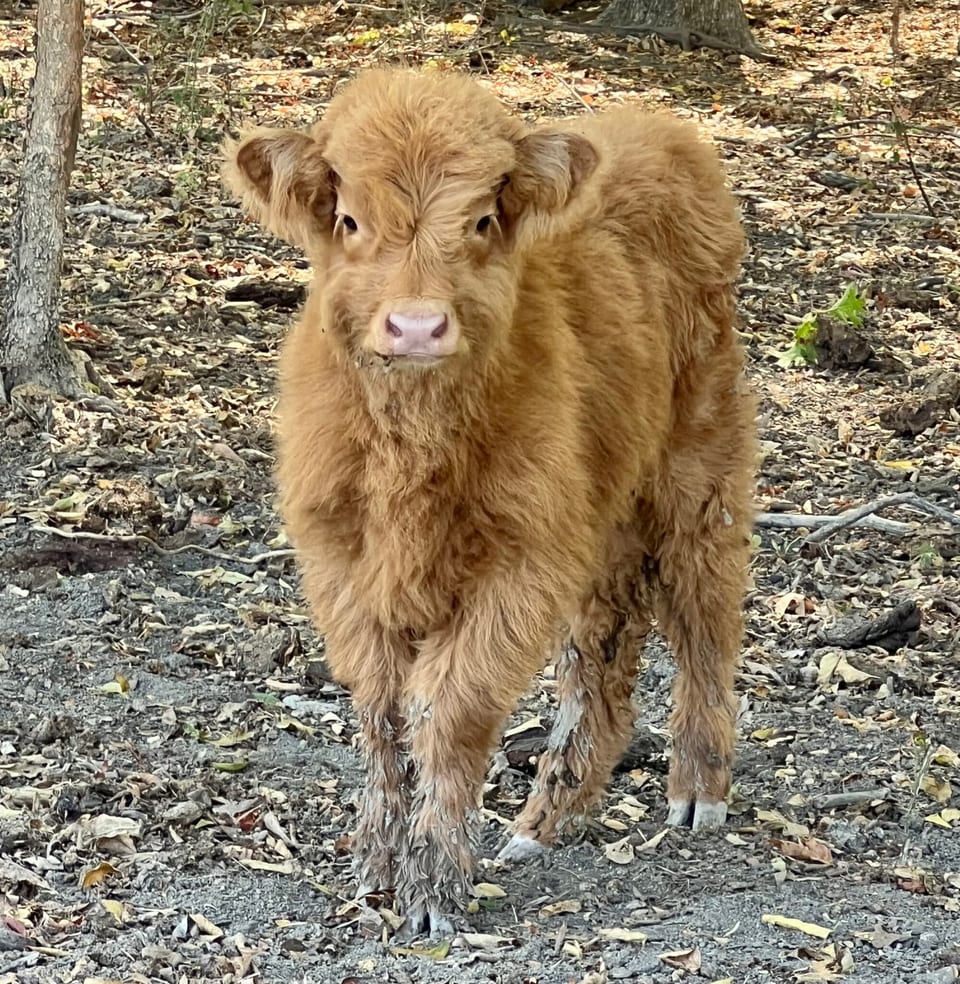 Honey, heifer