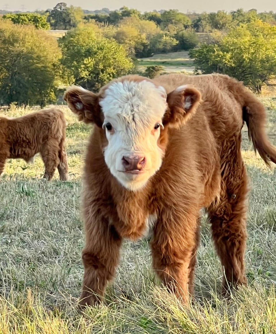 Honeybun, bull calf out of Gigi and Outside bull